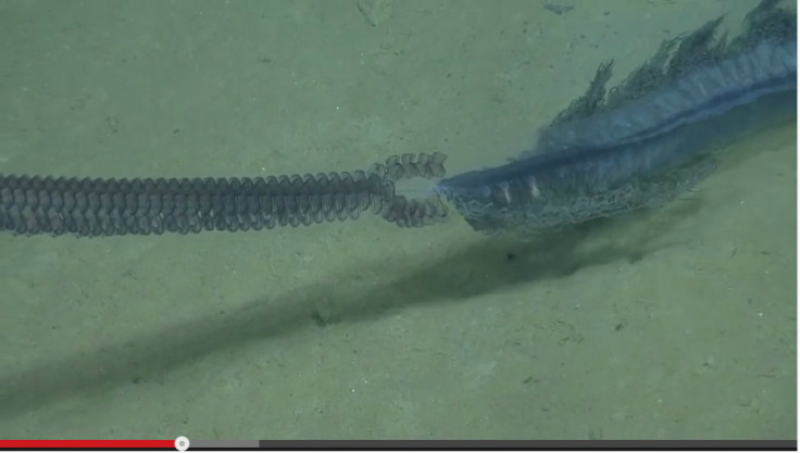 Mysterious Purple Sea Creature Spotted at Bottom of the Gulf of Mexico