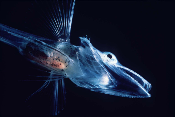 notothenioid fish