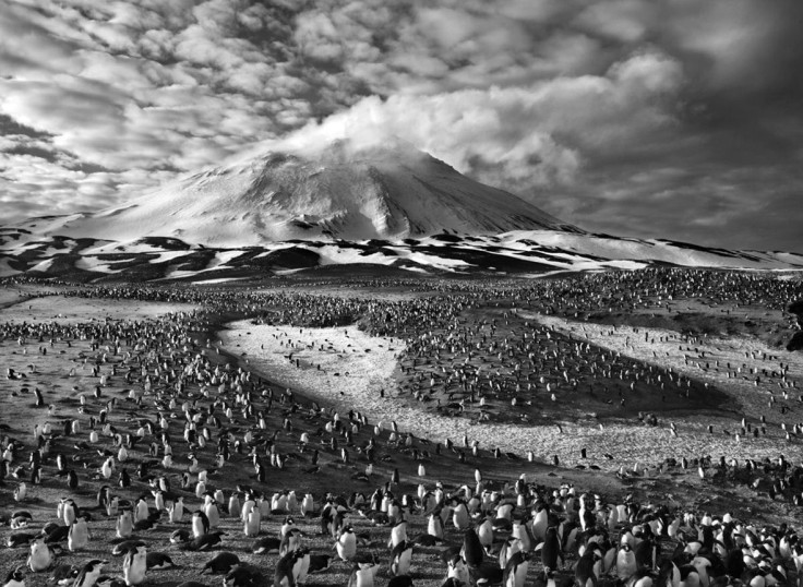 Sebastiao Salgado, Zavodovski Island, South Sandwich Islands, 2009