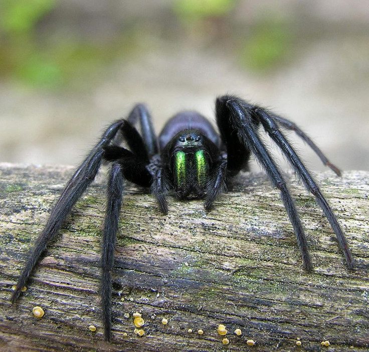 tube web spider