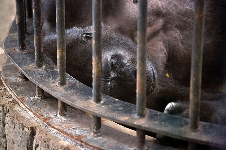 Pata Zoo Bangkok Thailand