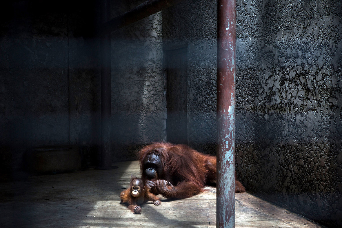 Pata Zoo Bangkok Thailand