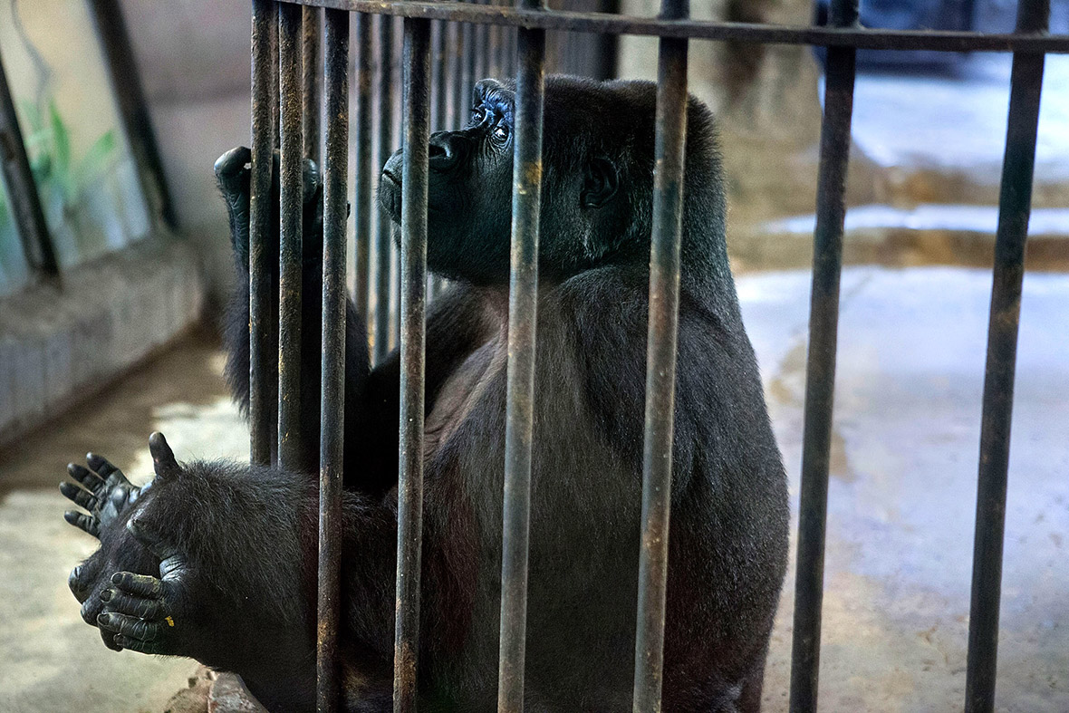 Pata Zoo Bangkok Thailand