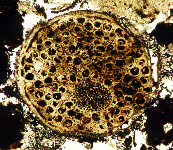 Multicellular Cell