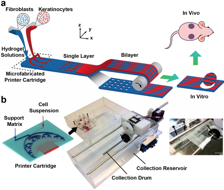 A diagram explaining how the PrintAlive Bioprinter works