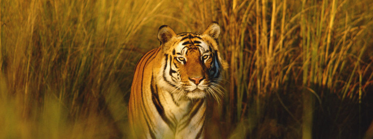 TIGER WWF TIGER WWF