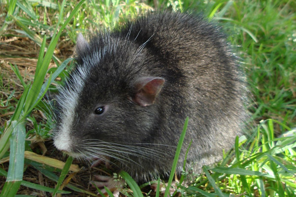 Massive Rat Believed To Be Extinct Rediscovered Near Machu Picchu Ruins