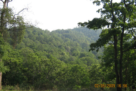 INDIA FORESTS