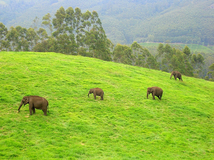 Wild elephants in India