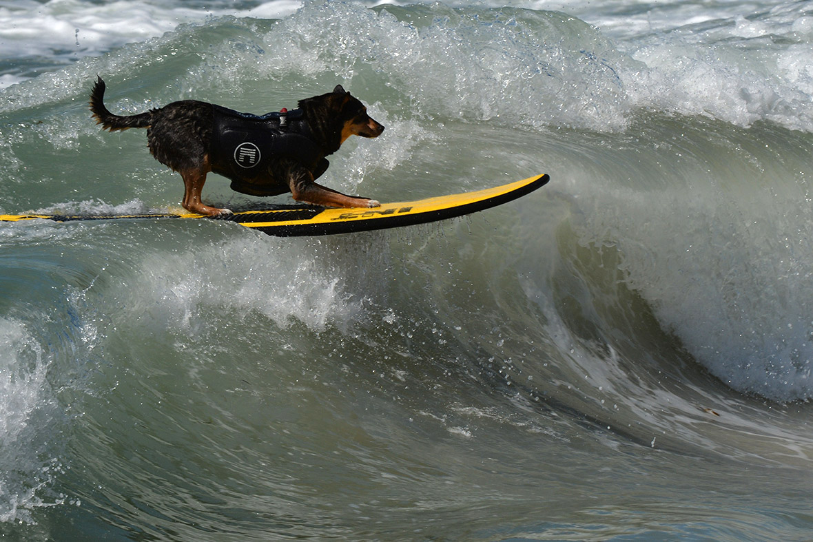 surf dogs
