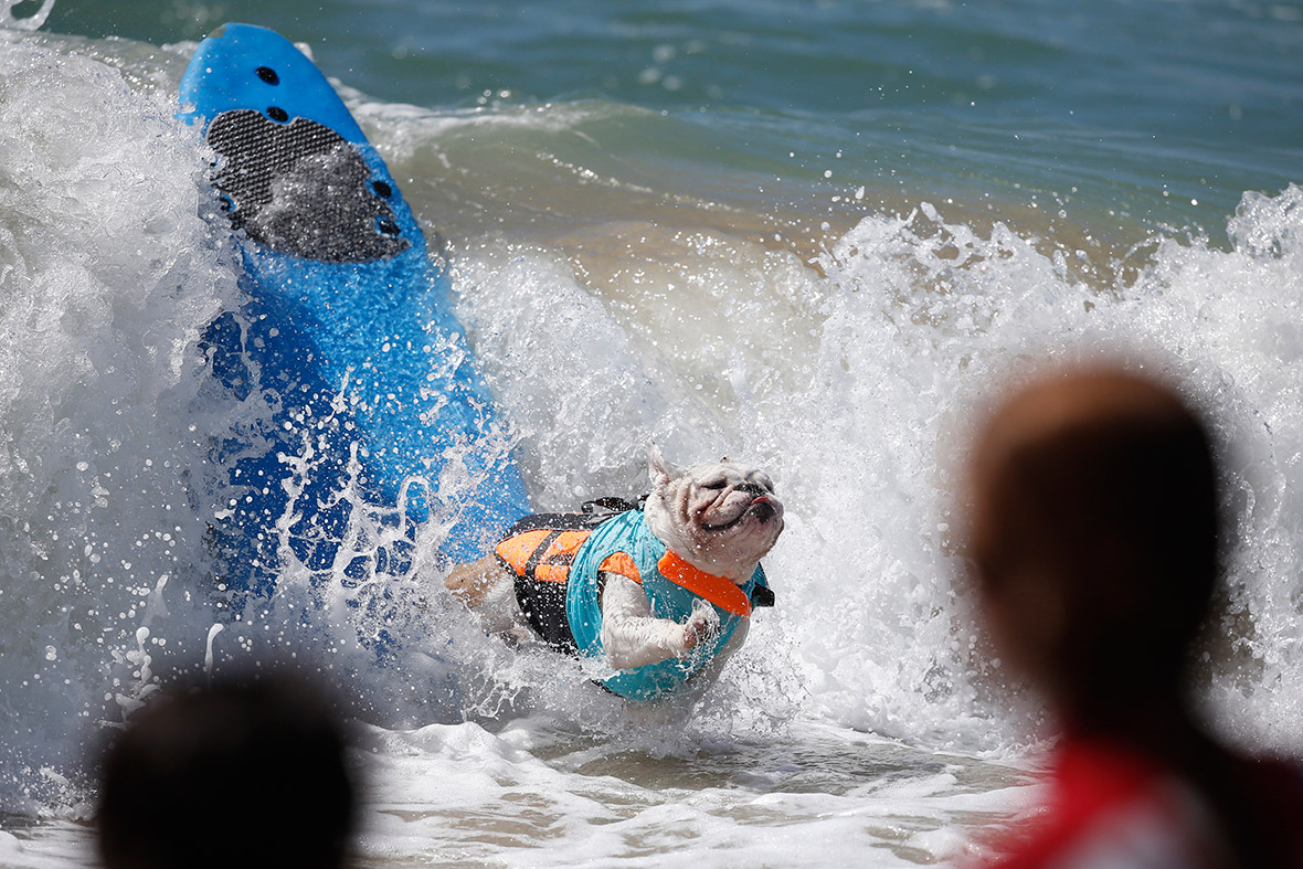 The Sixth Annual Surf City Surf Dog Competition in Huntington Beach, California