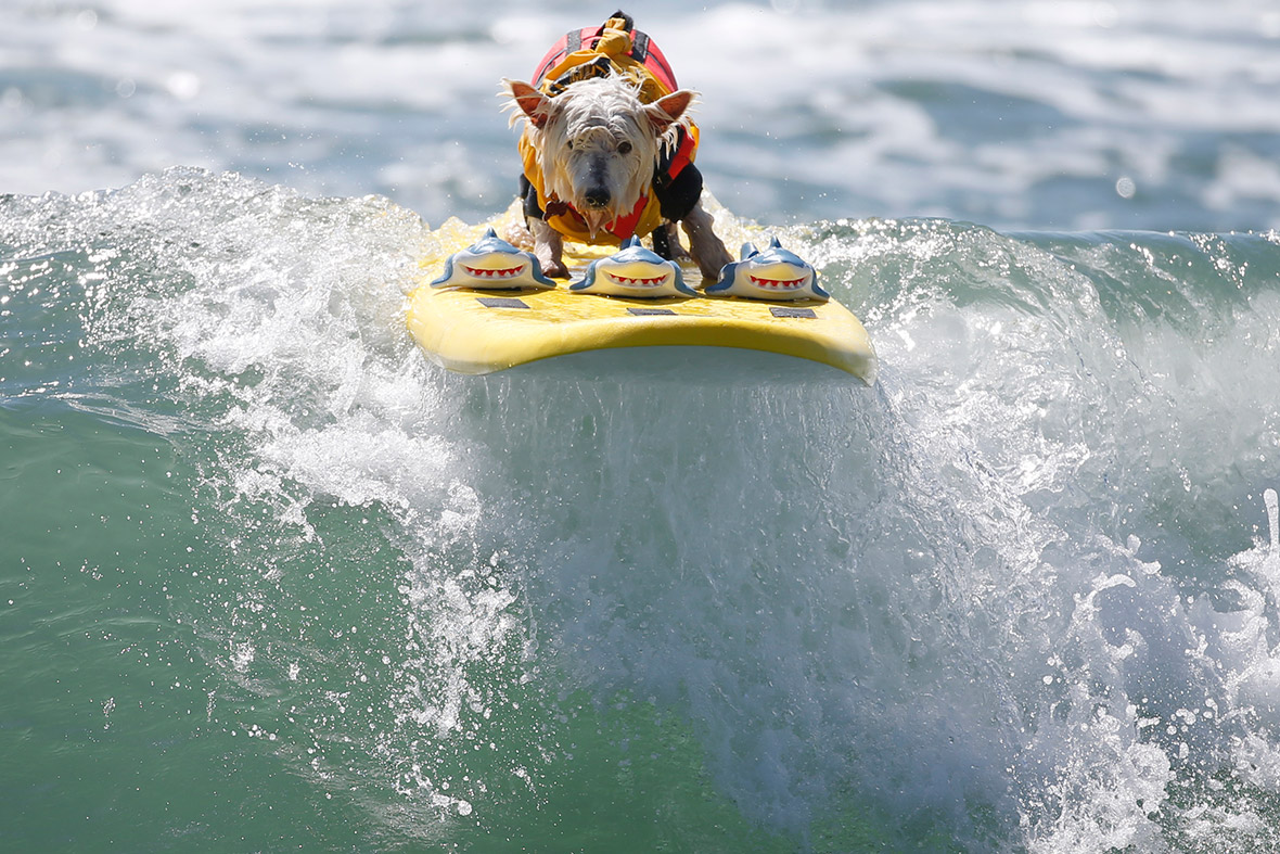 The Sixth Annual Surf City Surf Dog Competition in Huntington Beach