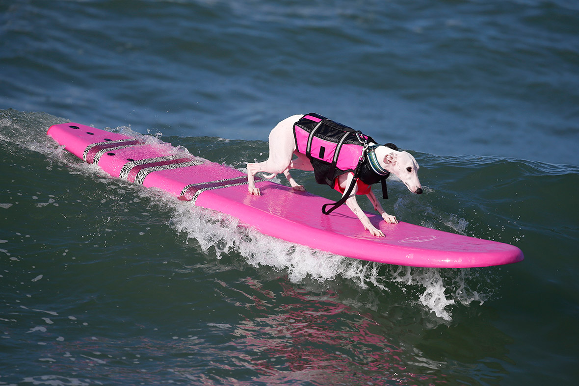 surf dogs