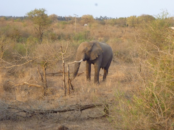 An elephant in Kruger