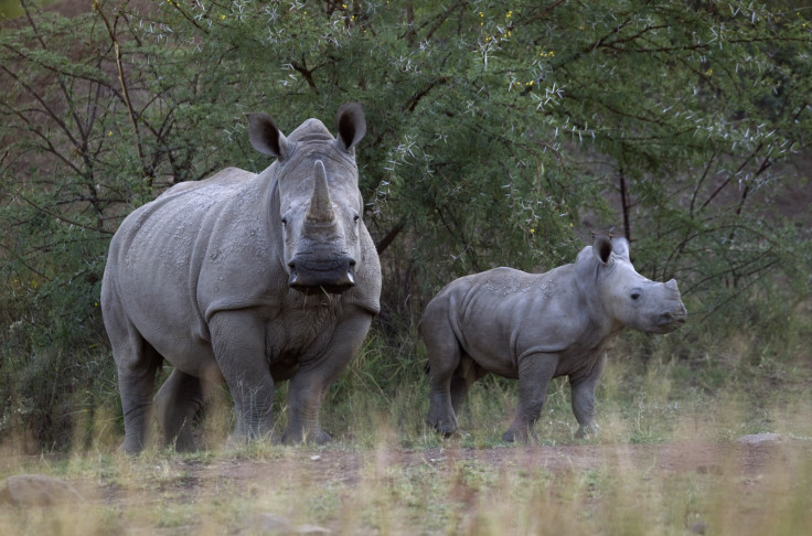 White Rhino and her calf walk
