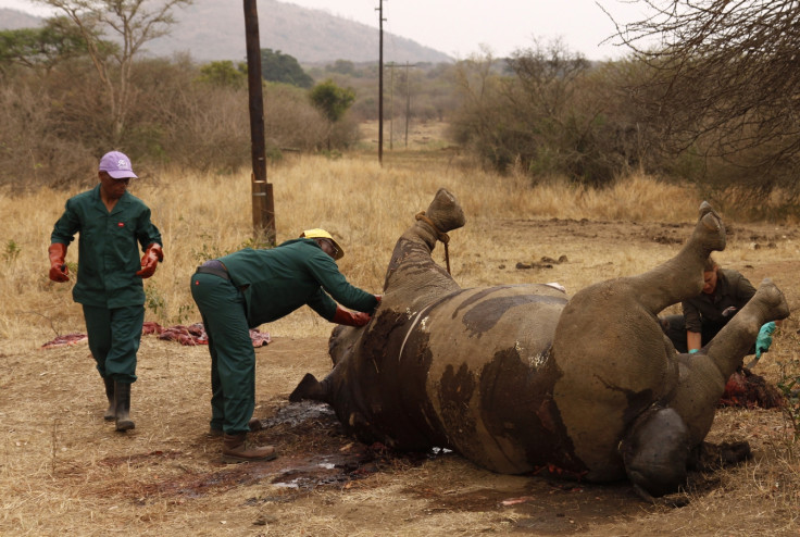 Workers perform a post-mortem on the carcass of a rhino after it was killed for its horn by poachers at the Kruger national park