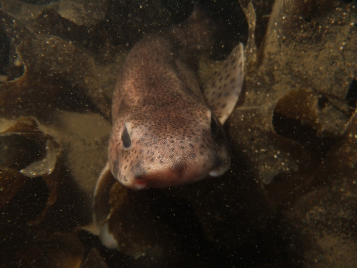 small spotted catshark