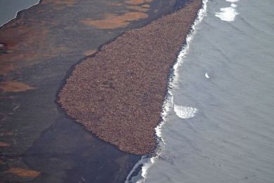 Walrus herd Alaska