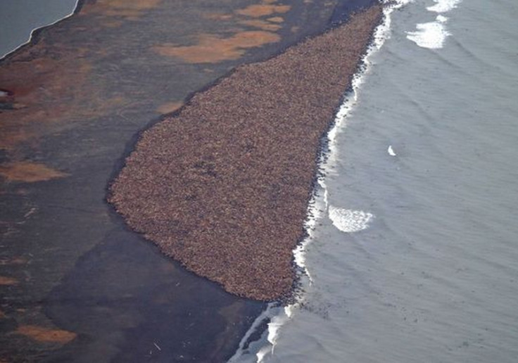 Walrus herd Alaska
