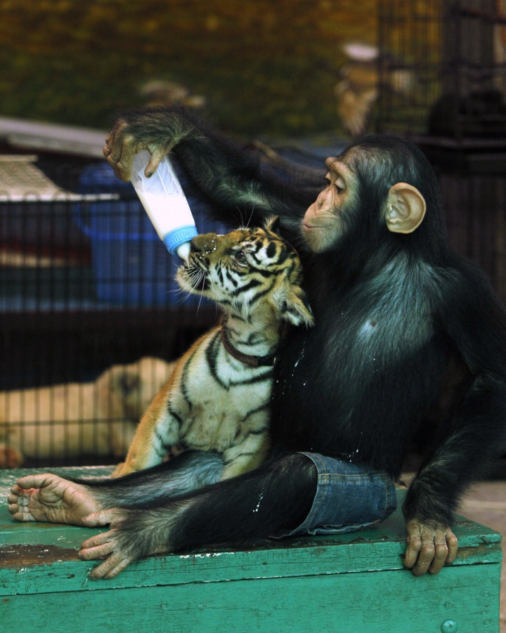 Photos: Chimpanzee Feeds Milk to Tiger Cub