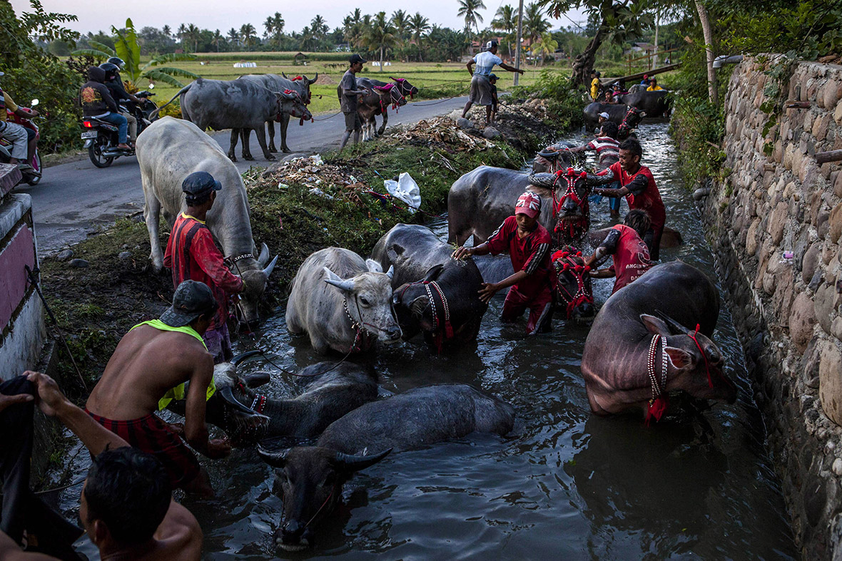 buffalo racing Indonesia