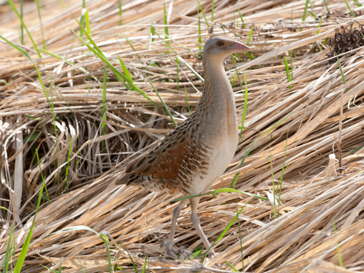 corncrake