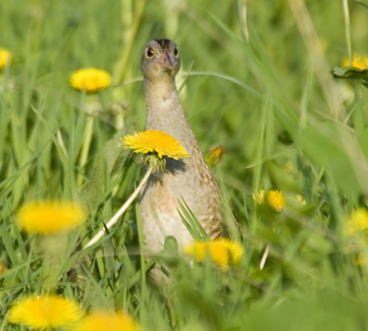 corncrake