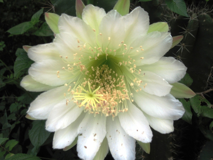 CACTI FLOWER