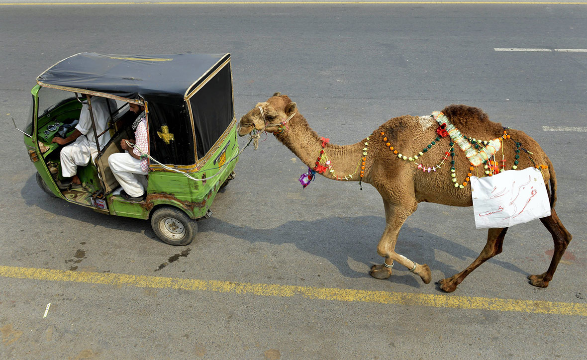 Eid al-Adha 2014: Photos of Muslims Around the World 