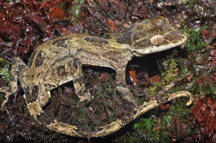 Cyrtodactylus serratus