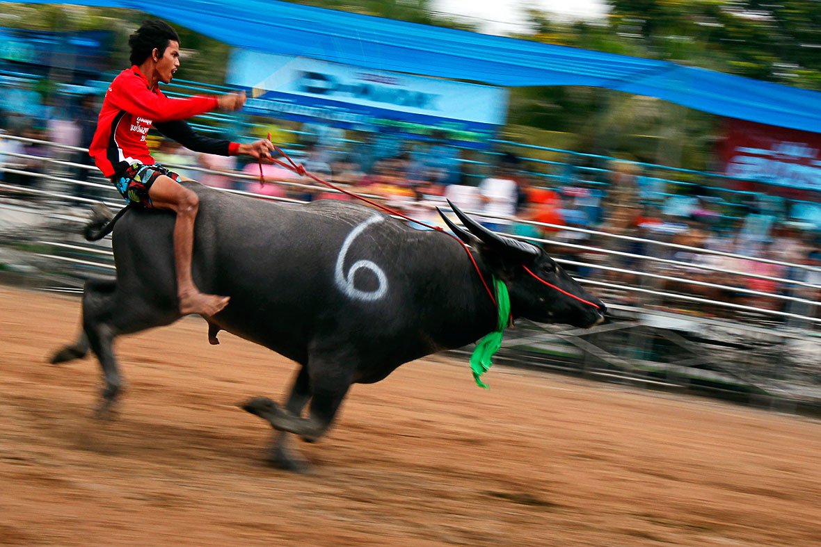 buffalo racing