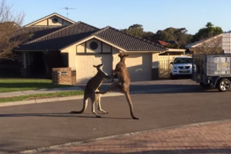 The end of cliche?: Two kangaroos scrap it out on a street in Australia in a video which went viral on the web