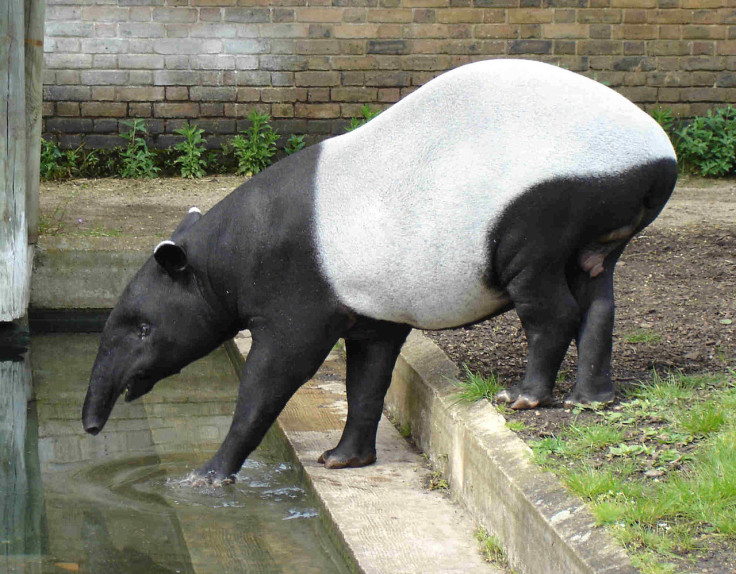 Tapir