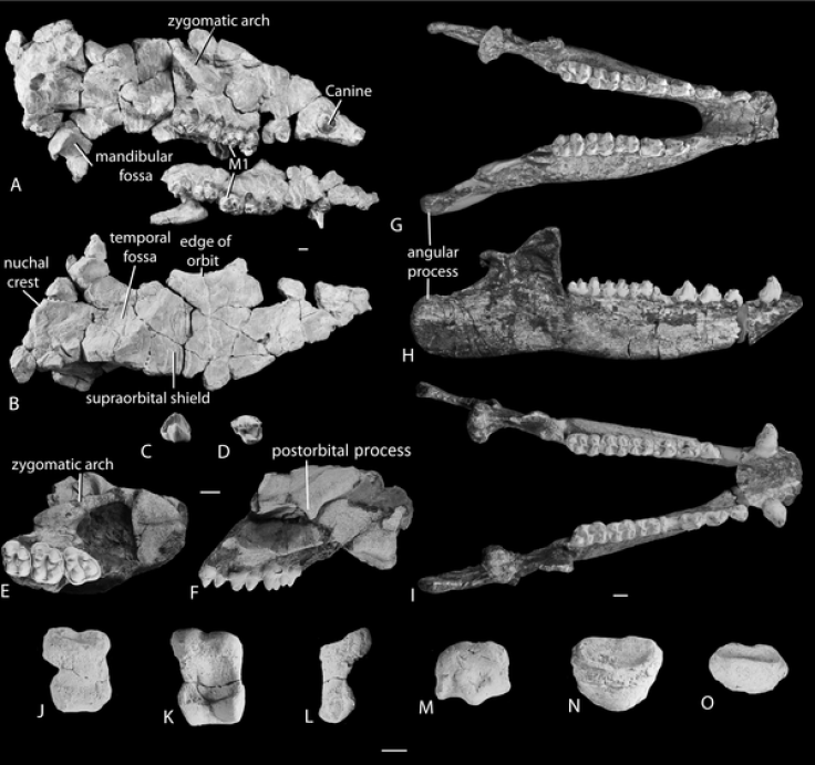 Cranial elements of anthracobunids from the middle Eocene of Indo-Pakistan