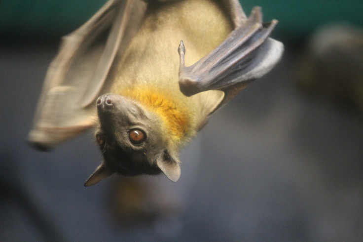 Straw-Coloured Fruit Bat