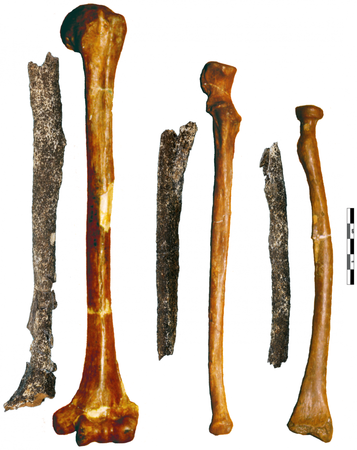 Pre-Neanderthal Arm Bones