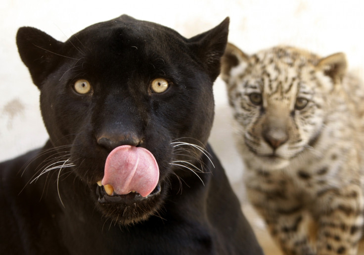 US zoo jaguar attack toddler
