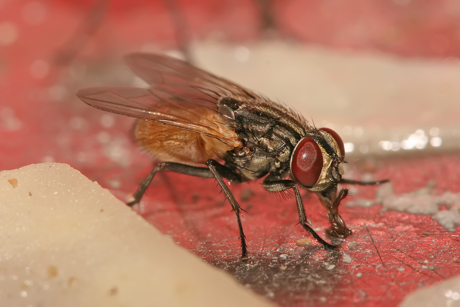 housefly-genome-provides-rich-resource-to-find-cures-for-human-diseases