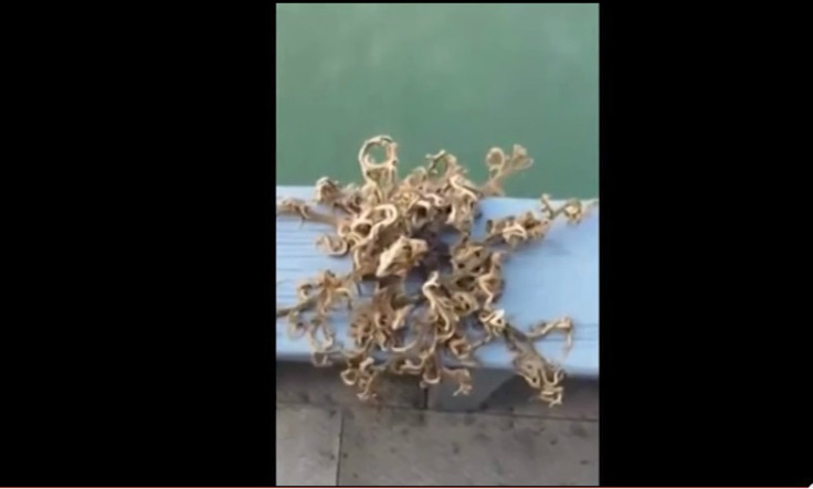 Alien Sea Creature with 100 Moving Tentacles Caught off Singapore Coast