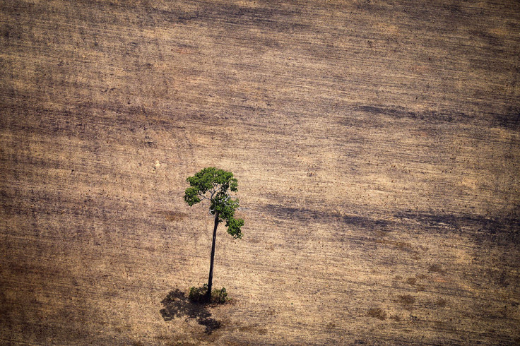 amazon deforestation