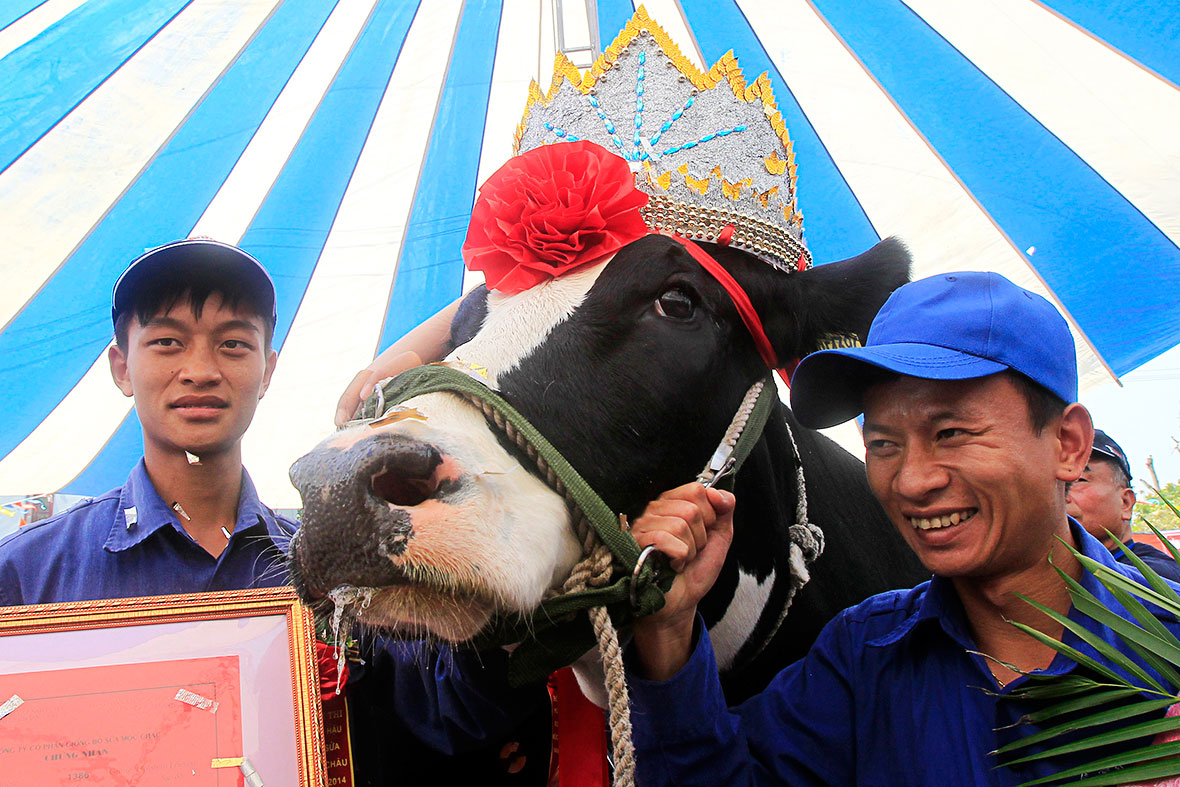 cow beauty contest