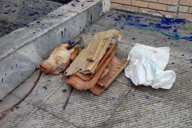 Greece Muslim Attack:  Pig's Head Dumped Outside Athens Arab-Hellenic Institute