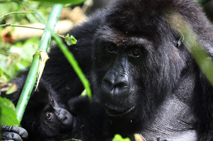 LOWLAND GORILLAS