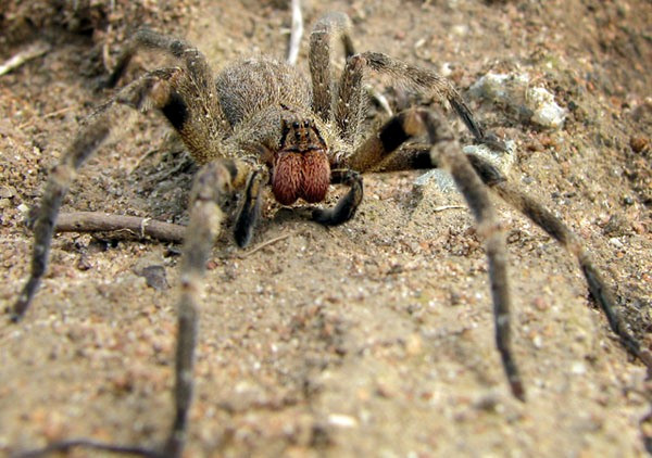 Phoneutria