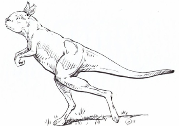 The sthenurine kangaroo (Brown University)
