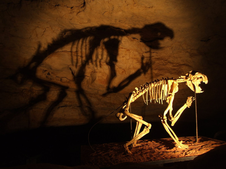 thylacoleo carnifex skeleton in the Naracoorte caves, Australia (WikiCommons)