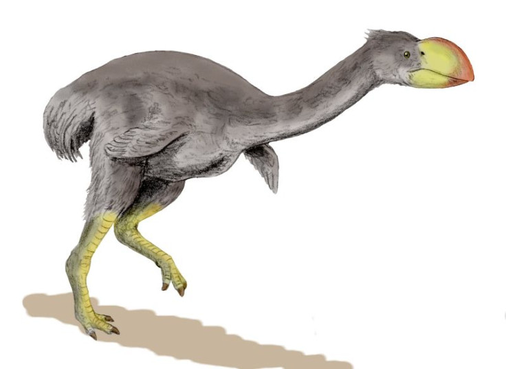 The giant dromornis bird, which some experts believe was carnivorous. (WikiCommons)