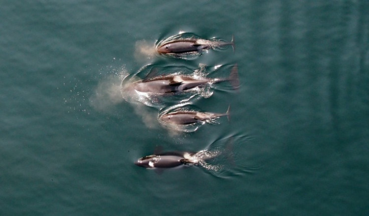 Researchers use flying drones for the first time to study killer whale families in British Columbia
