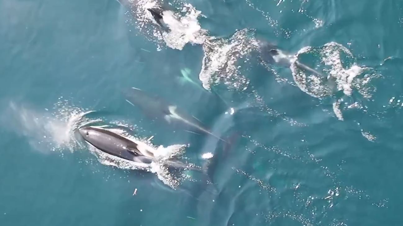 Flying Drone Captures Groundbreaking Killer Whale Video Footage