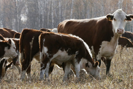 Russian cows